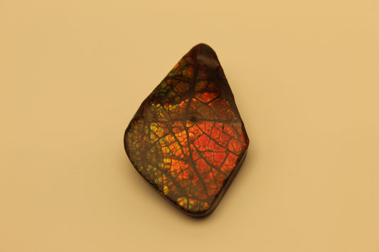 Ammolite 12