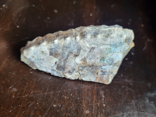 Ammonite Specimen #3