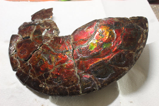 Ammolite Shell B-#1