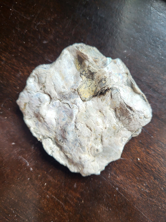 Ammonite Specimen #4