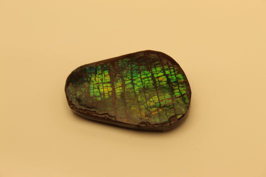 Ammolite 11