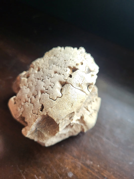 Ammonite Specimen #2