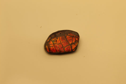 Ammolite 13