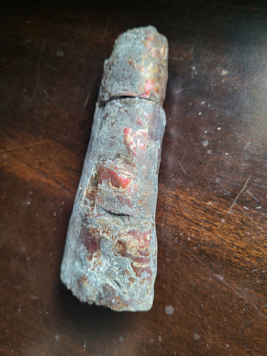 Baculite #1