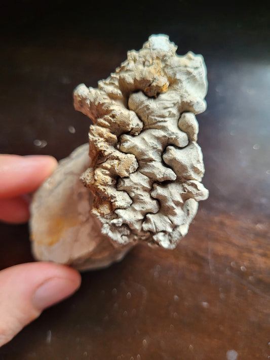 Ammonite Specimen #1