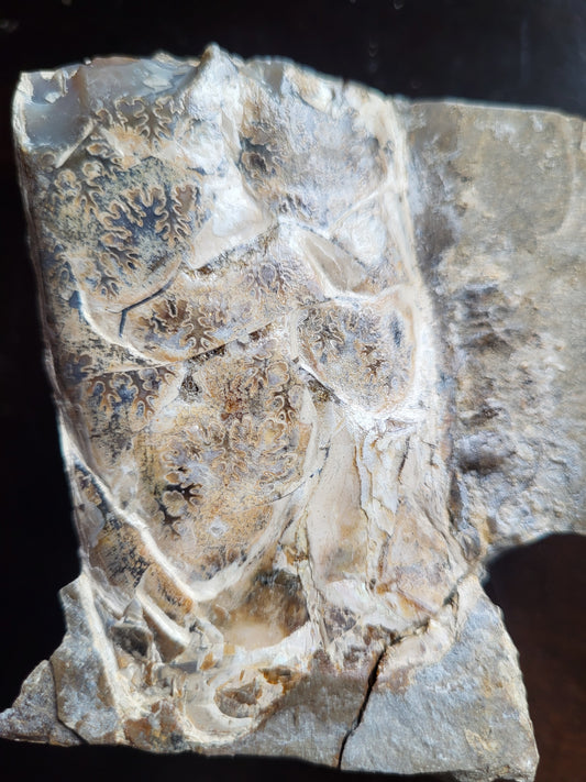 Baculite #4