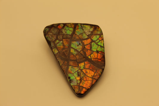 Ammolite 8