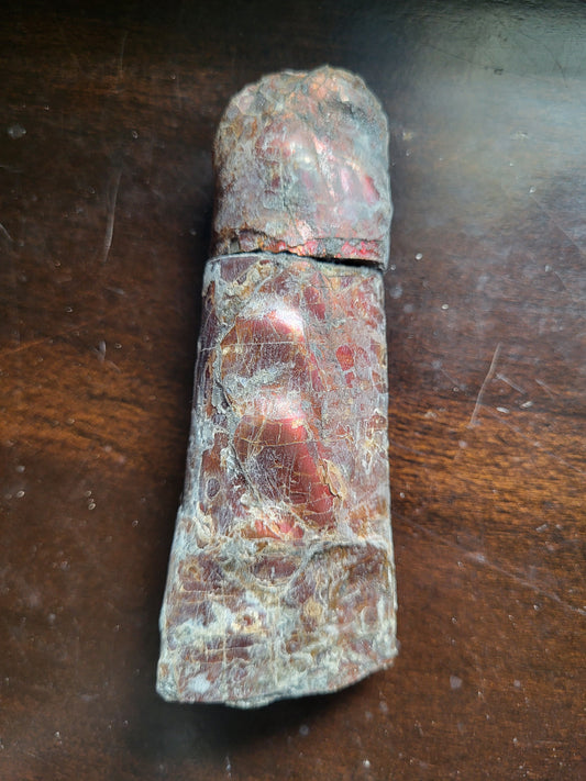 Baculite #1