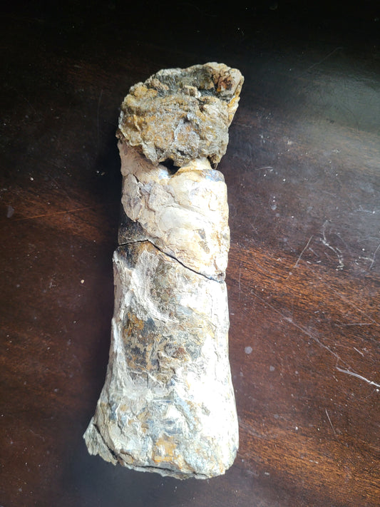 Baculite #3