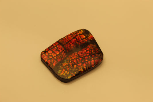 Ammolite 12