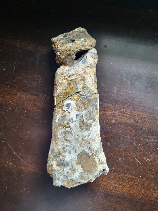 Baculite #3