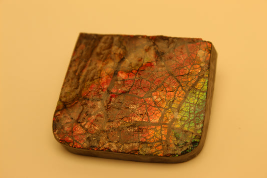 Ammolite 9