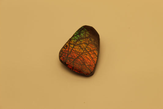 Ammolite 15