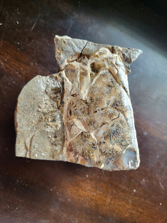 Baculite #4