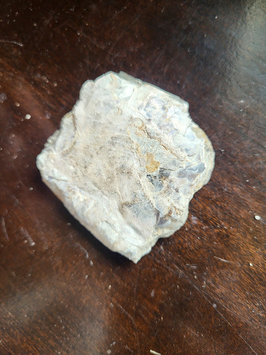 Ammonite Specimen #4