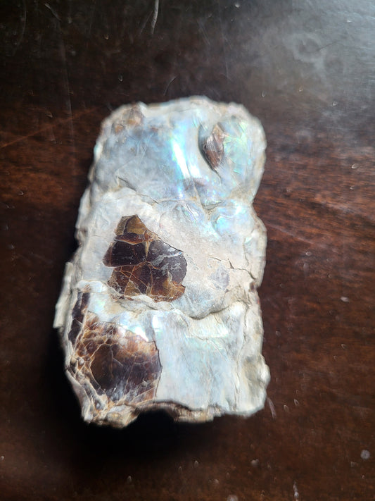 Baculite #2