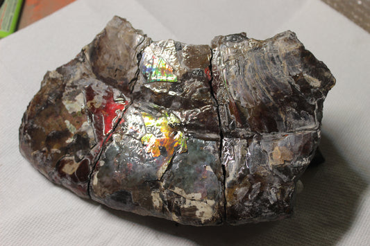 Ammolite Shell B-#2