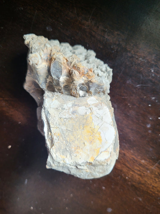 Ammonite Specimen #1