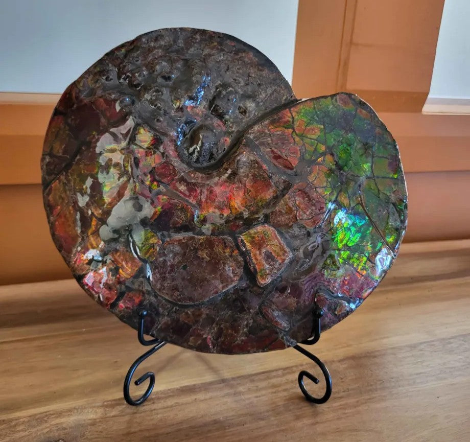 Full ammonite shell with red, purple and green ammolite on a display stand